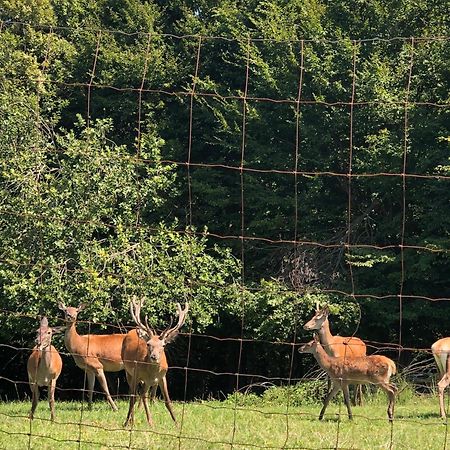 Farmhouse Lipoglav Loče pri Poljčanah Exteriér fotografie